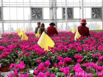 扬州高邮：每天发货30万株，花工厂绽放乡村振兴致富花