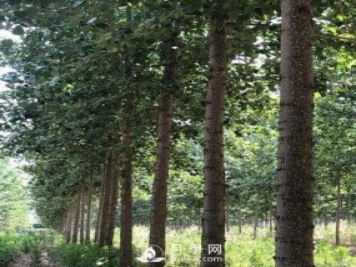 河南周口：培育出不飞絮的杨树新品种