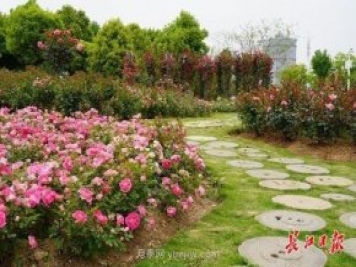 武汉满街月季开放，近百座公园进入盛花期