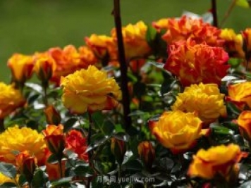 安阳市滑县森林公园月季花开放，赏花打卡正当时