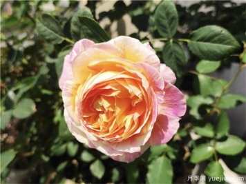 100种玫瑰花的名字，来了解下不同颜色的品种月季