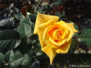 黄玫瑰代表什么意思？黄玫瑰寓意？黄玫瑰的花