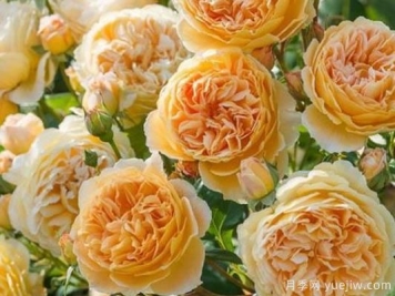 大花香水月季的养护方法，分享10种花香飘满屋