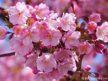 园林绿化中常见的樱花品种主要有哪些？