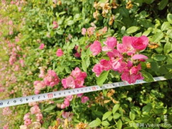 安吉拉月季盆栽苗，60厘米高基地发货
