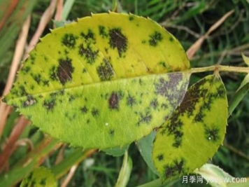 深秋天季节月季出现斑点的病害原因与防治