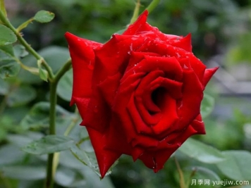 2023年情人节十大玫瑰品种销量榜，卡罗拉位居首位