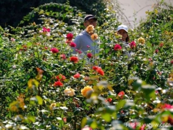 南宁花卉公园3万株月季入盛花期，市民闻香而来