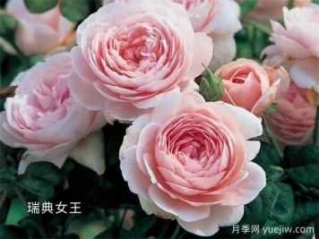 100种月季玫瑰品种图鉴大全，你认识有没有超过10个？