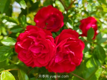 月季红木香爆花机器，花艳丽花量大花期长