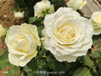 十一朵白玫瑰的花语和寓意