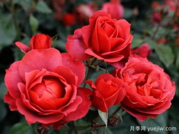 21朵玫瑰：不只是浪漫，还藏着这些深意