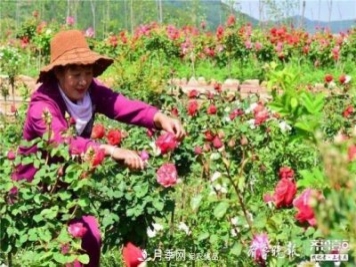 山东淄博沂源60亩月季花竞放，美丽产业助推特色乡村旅游