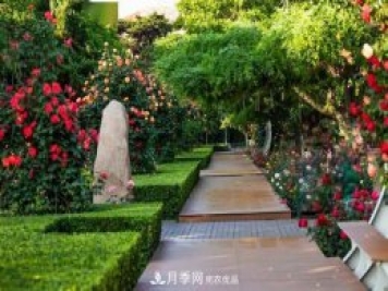 秦皇岛适合养月季花，市花和市树是什么