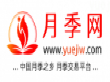 中国上海龙凤419，月季品种介绍和养护知识分享专业网站