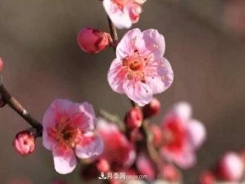 淮北市的市花是什么？月季花的花语寓意