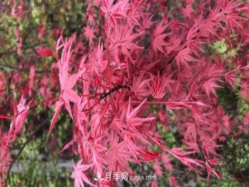 鸡爪槭和红枫的区别，叶片、枝干、花果期